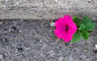 Cement petunia