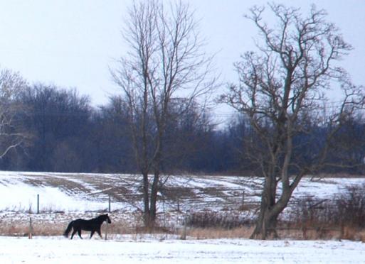 1-14-10 A horse in winter