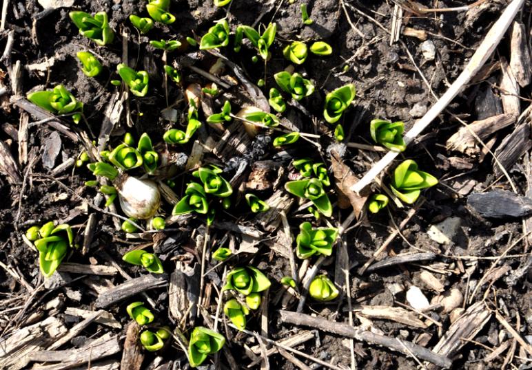 Yes, Virginia, spring exists