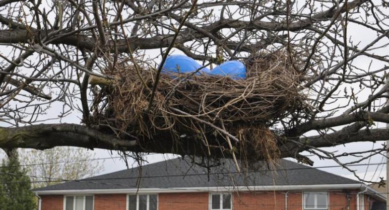 One whopper of a nest