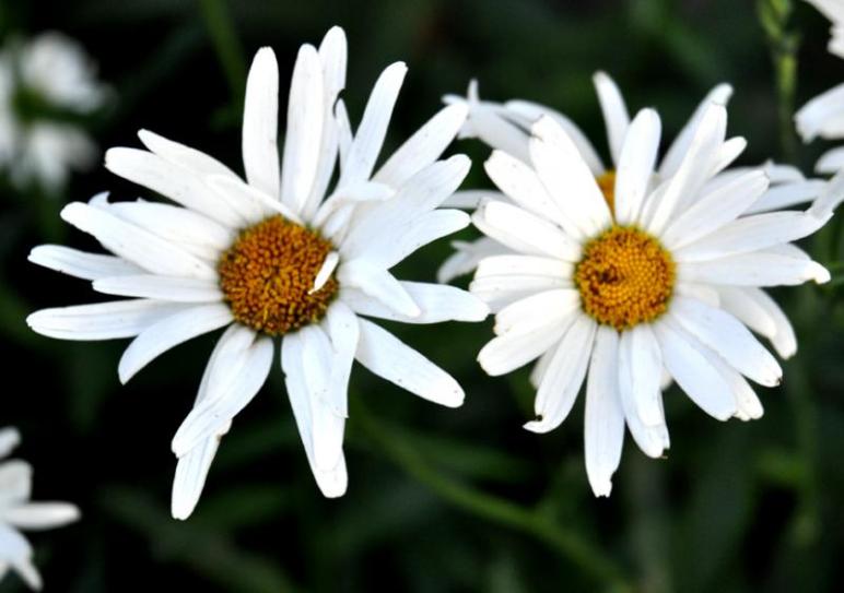 Bluffton's July flower