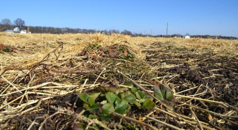 Berries in the straw