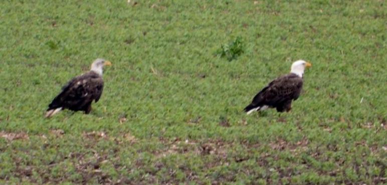 Two Bald Bluffton Eagles