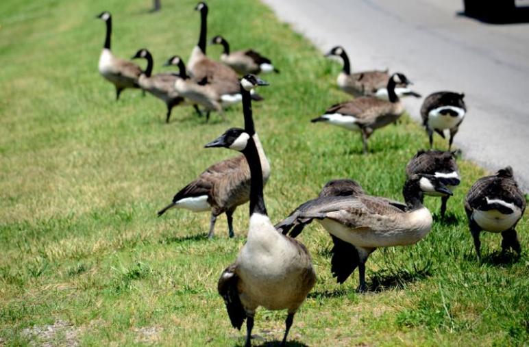 Bluffton's geese