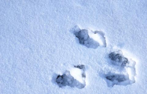 1-6-10 Peter Rabbit's footprints
