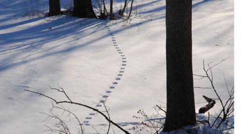 2-11-10 Who's footprints in the snow?