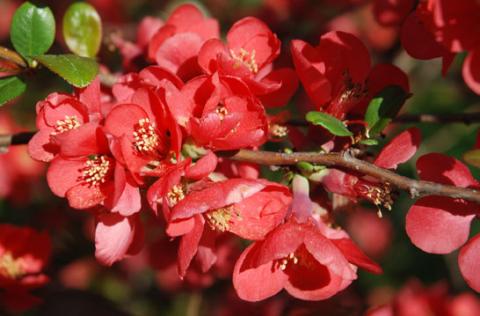 April's reds are in bloom