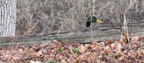 Fowl weather friends