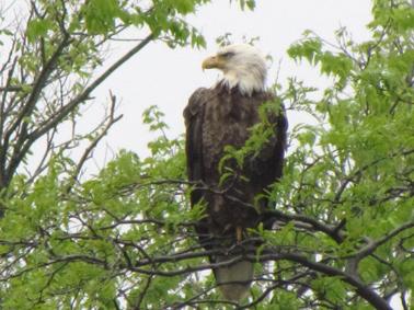 Bluffton's Bald Eagle