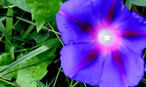 An afternoon blooming Morning Glory