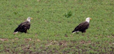 Two Bald Bluffton Eagles